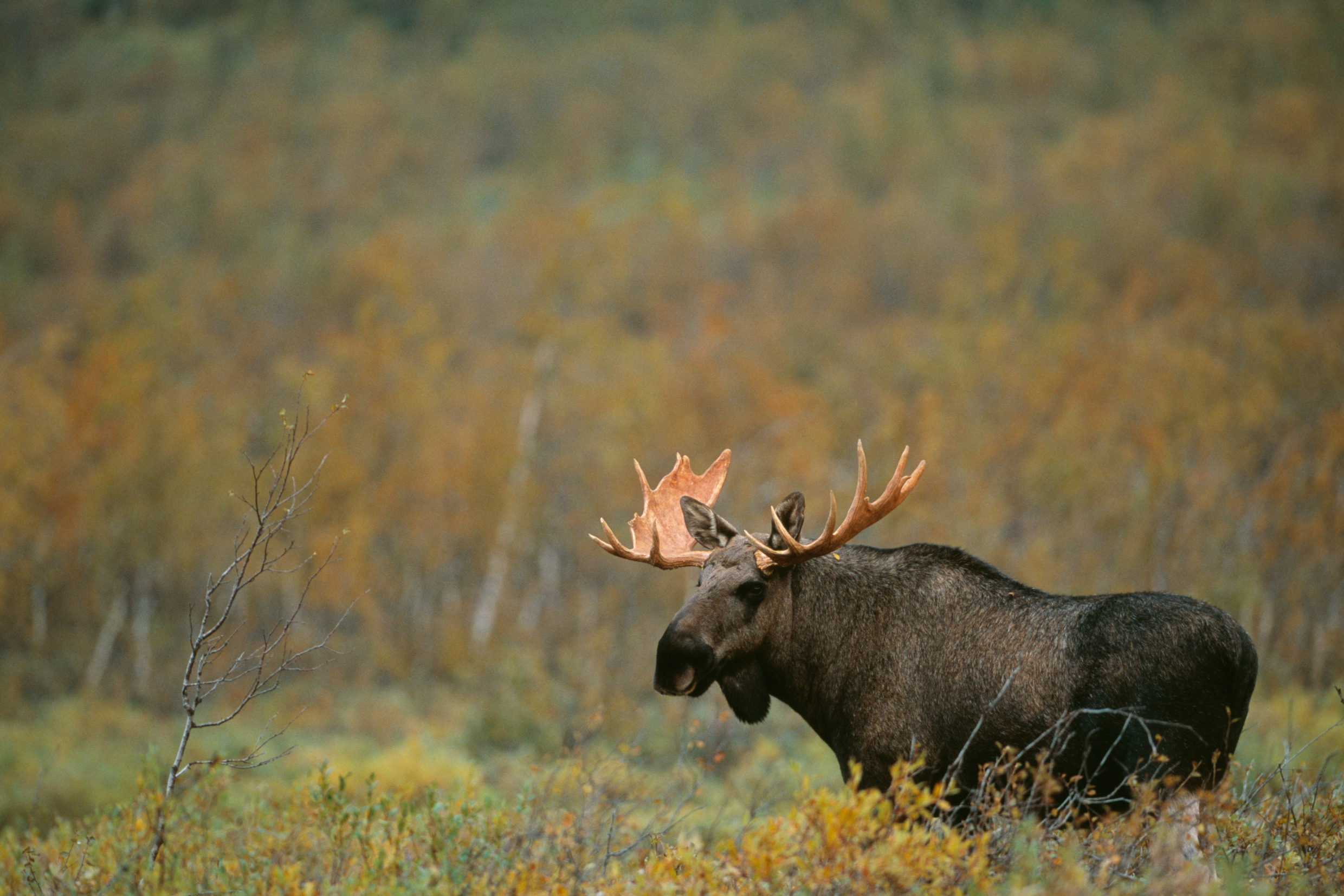 Moose standing in wilderness