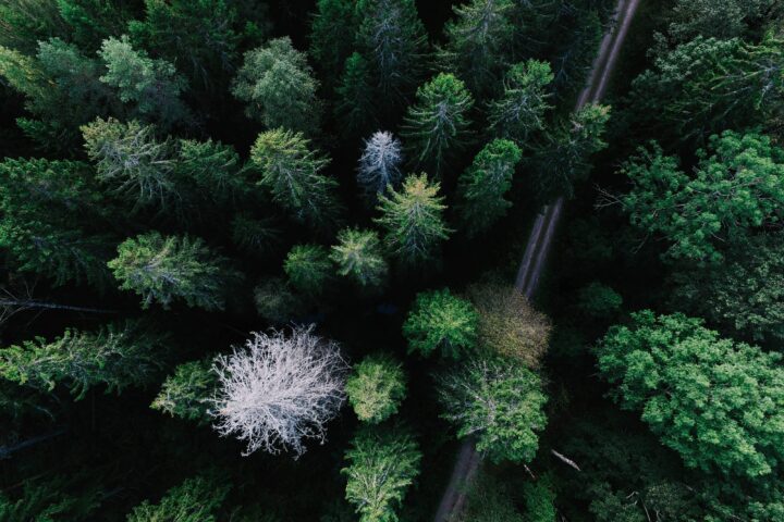 Forest in Gävle, Sweden