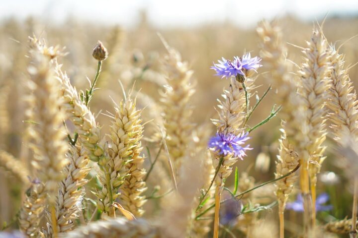 A field of wheat with purple flowers.