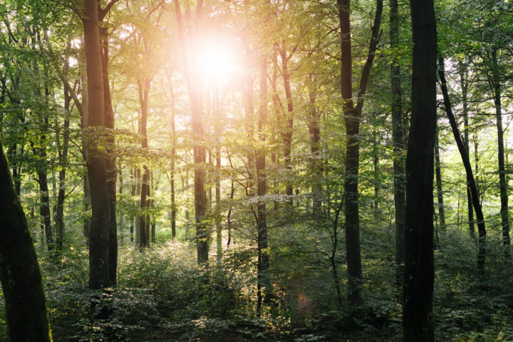 Forest scene